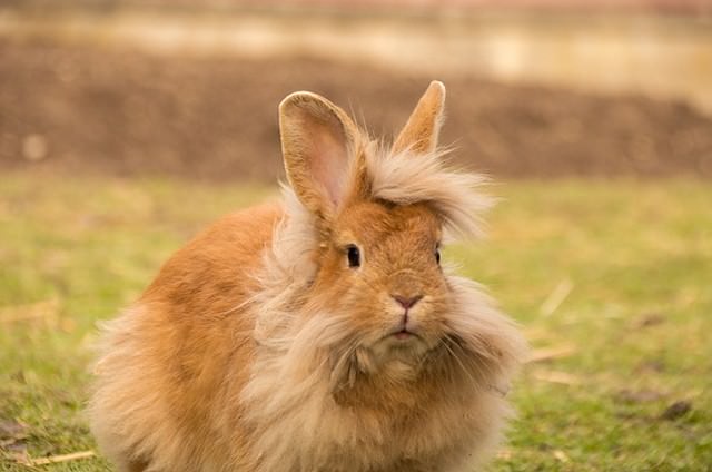 ライオンラビット